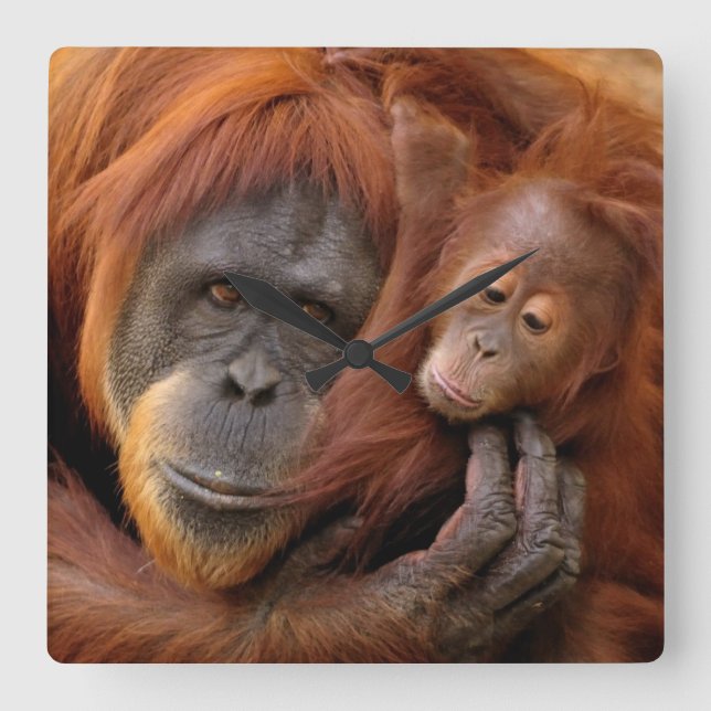 Horloge Carrée Mother & Baby Orangutan (Recto)