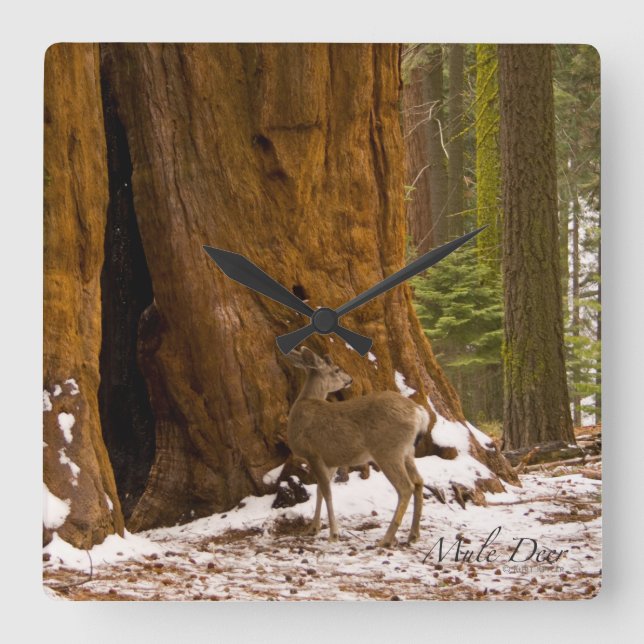 Horloge Carrée Mule Deer (Recto)