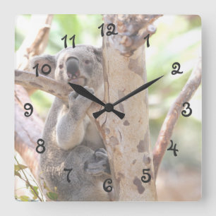 Horloge Carrée Ours De Koala Dans Un Arbre