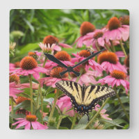 Papillon à queue jaune sur Echinacea
