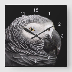 Horloge Carrée Perroquet Gris Africain