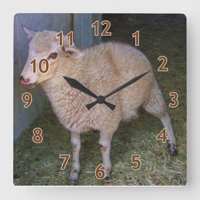 Horloge Carrée Petit White Lamb (Recto)