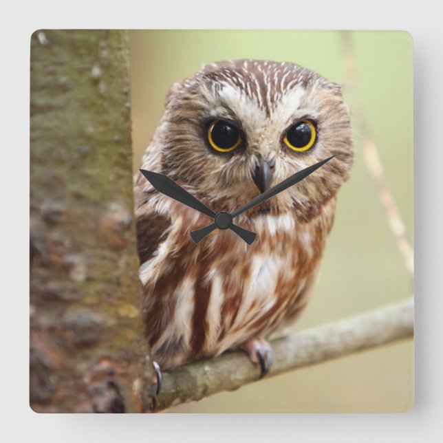 Horloge Carrée Petite chouette | Ontariens (Recto)