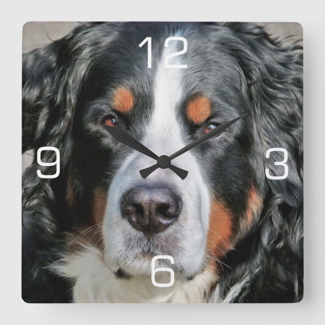 Horloge Carrée Photo Bernese Mountain Dog (Recto)