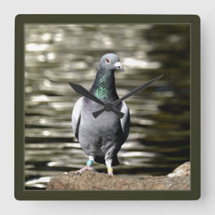 Horloge Carrée Pigeon