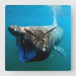 Horloge Carrée Poisson de requin Océan tropical Destin Cadeaux