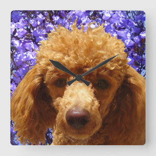 Horloge Carrée Poodle mignon