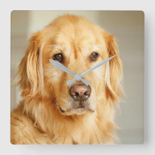 Horloge Carrée Portrait de Golden Retriever