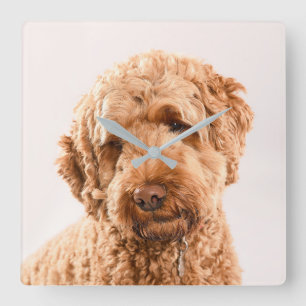 Horloge Carrée Portrait de Goldendoodle Studio