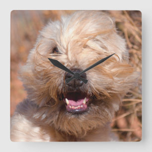 Horloge Carrée Portrait de Terrier roux à revêtement souple