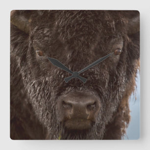 Horloge Carrée Portrait d'un bison Taureau sous la pluie