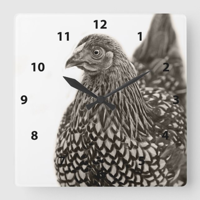 Horloge Carrée Poulets dorés Wyandotte (Recto)