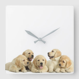 Horloge Carrée Pupin doré du Labrador
