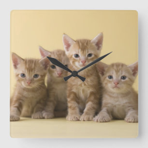 Horloge Carrée Quatre chatons de Shorthair d'Américain