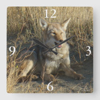 R18 Coyote Laying