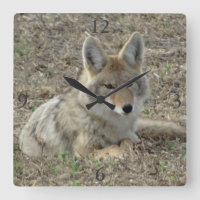R22 Coyote Laying