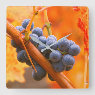 Horloge Carrée Raisin de vigne dans le vignoble