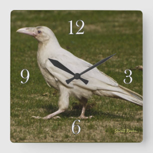 Horloge Carrée Rare White Raven Faune Photographie