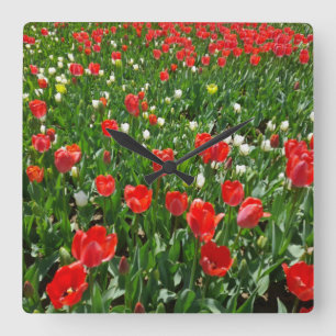 Horloge Carrée Red Tulip Flower Field Nature Photographie
