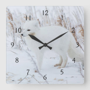 Horloge Carrée Renard Arctique