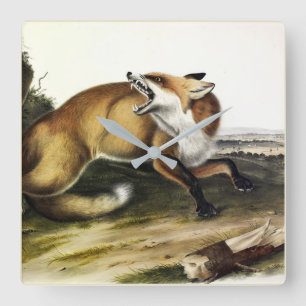 Horloge Carrée Renard rouge américain, Vulpes vulpes fulvus par A