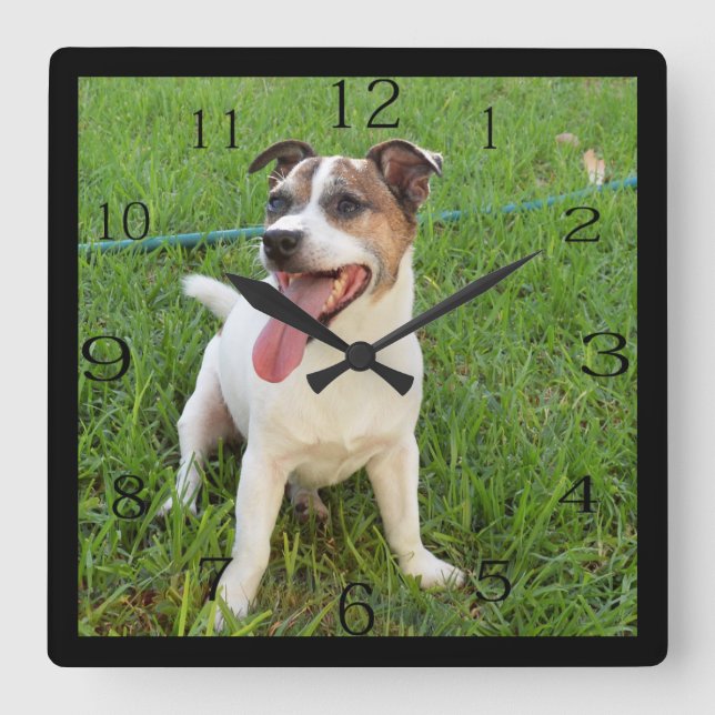 Horloge Carrée Renard Terrier, Langue À La Poitrine, (Recto)
