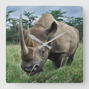 Horloge Carrée Rhinoceros noirs   Kenya