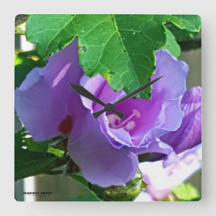 Horloge Carrée Rose de Sharon pourpre ou ketmie Syriacus
