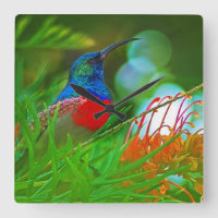 Rubis à colibri