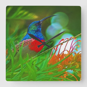 Horloge Carrée Rubis de colibri throated
