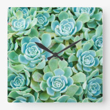 Sempervivum