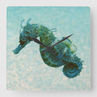 Short-Snouted Seahorse | Crimea, Russie