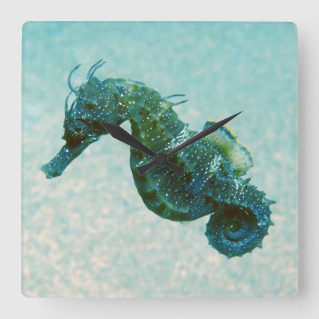 Horloge Carrée Short-Snouted Seahorse | Crimea, Russie (Recto)