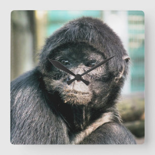 HORLOGE CARRÉE SINGES