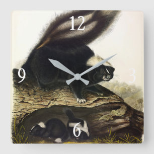 Horloge Carrée Skunk américaine commune ou Striped Skunk, par Aud