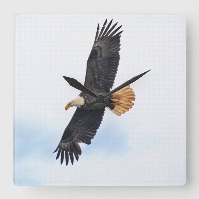 Horloge Carrée Soaring Bald Eagle Wildife Photo Art (Recto)