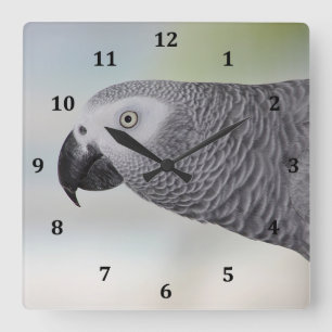 Horloge Carrée Superbe perroquet gris africain