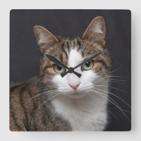 Tabby Chat avec yeux verts contre Arrière - plan n