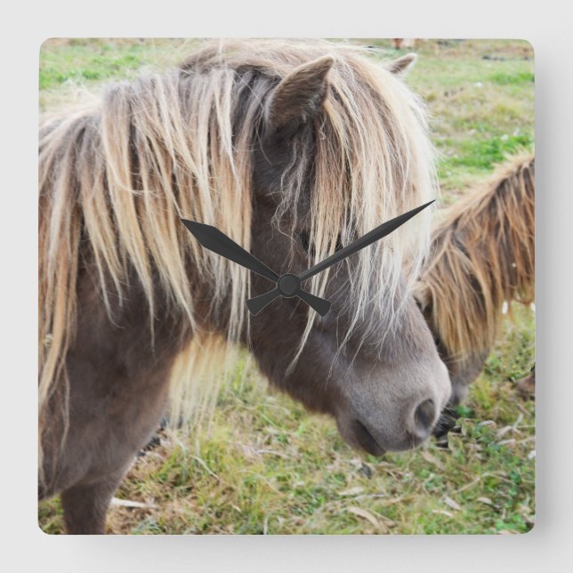 Horloge Carrée Tan Colour Shetland Pony, (Recto)