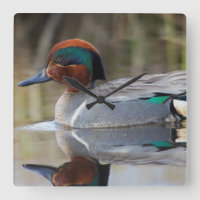 Teal viridipenne