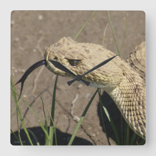 Horloge Carrée Tête de serpent à sonnette de prairie R8