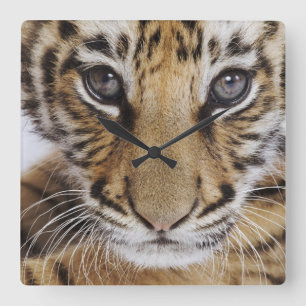 Horloge Carrée Tigre CUB