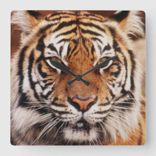 Horloge Carrée Tigre de Sumatra