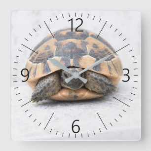 Horloge Carrée Tortue