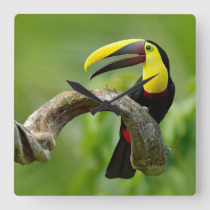 Horloge Carrée Toucan assis sur la branche dans la forêt