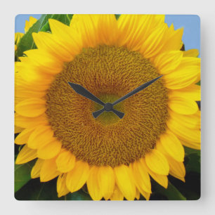 Horloge Carrée Tournesol bleu lumineux