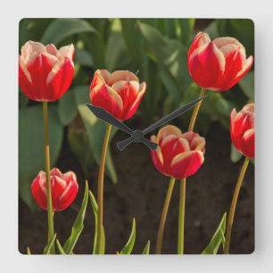 Horloge Carrée Tulipes, Festival des Tulipes, Woodburn, Oregon, É