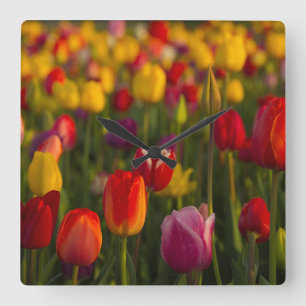 Horloge Carrée Tulipes, Festival des Tulipes, Woodburn, Oregon, É