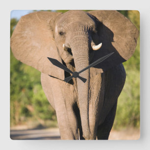 Horloge Carrée Un éléphant d'Afrique (Loxodonta Africana) marche