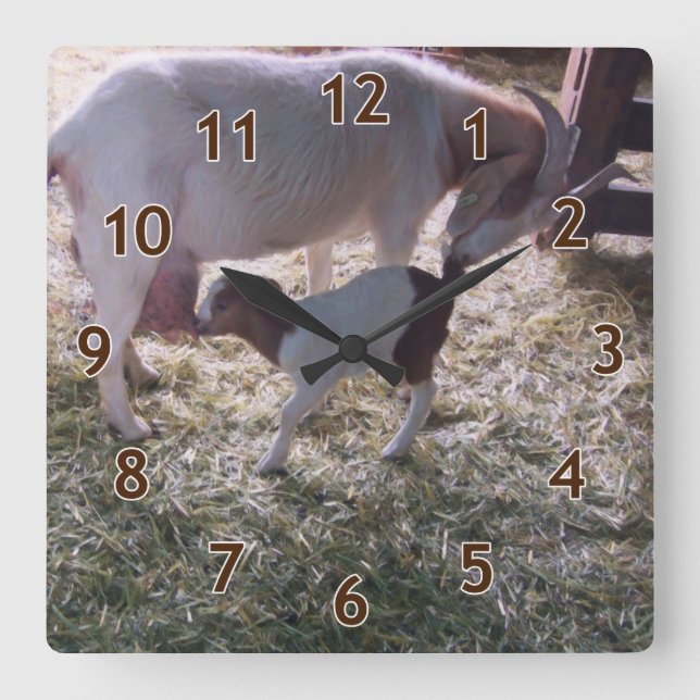 Horloge Carrée Une chèvre et son enfant v2 (Recto)